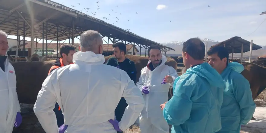 Akçadağ’da TİGEM Sultansuyu İşletmesi’nde Şap Hastalığı Alarmı