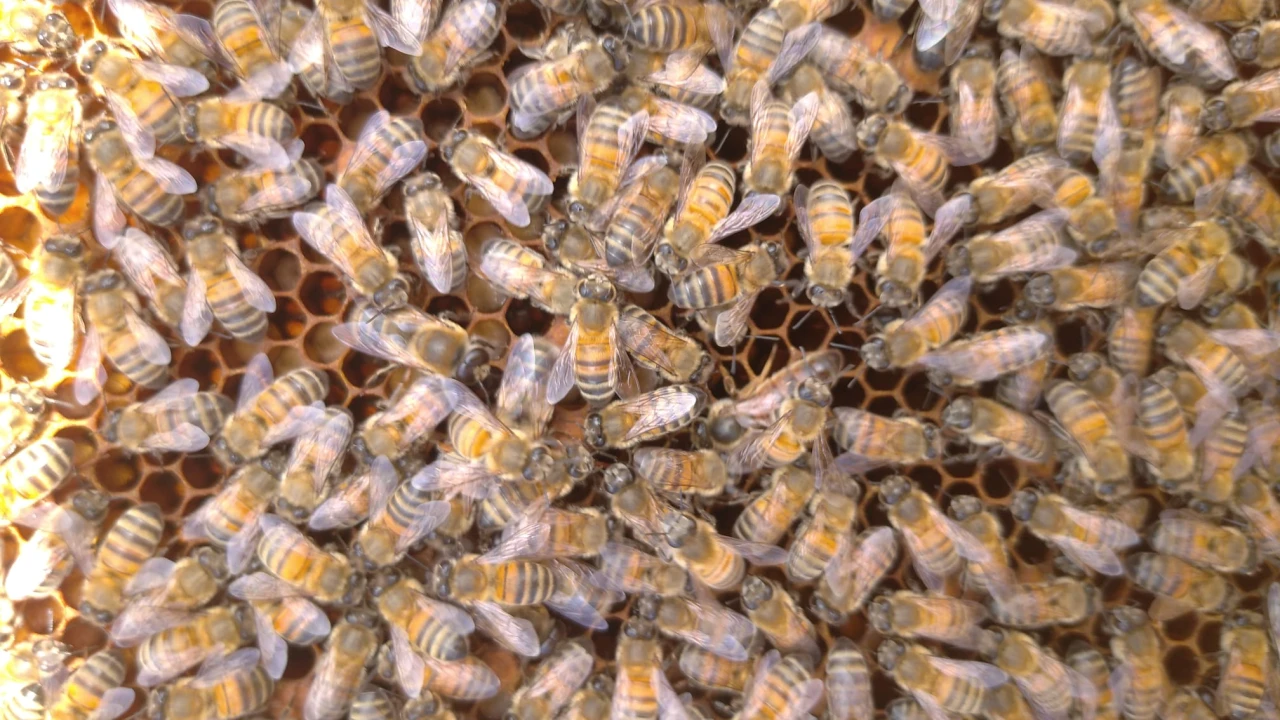 Arıcılıkta “Süper Gıda”: Malatya’nın Arı Sütü Mercek Altında!