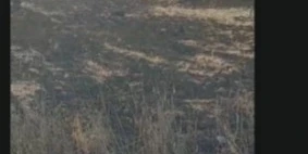 Battalgazi’de başıboş köpek sorunu mahalleliyi endişelendirdi