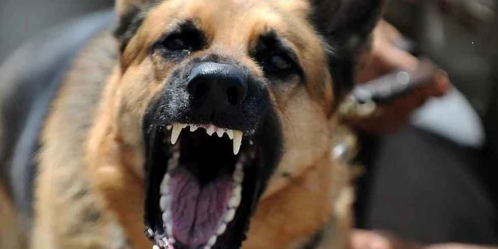 Battalgazi’de başıboş köpek sorunu mahalleliyi endişelendirdi
