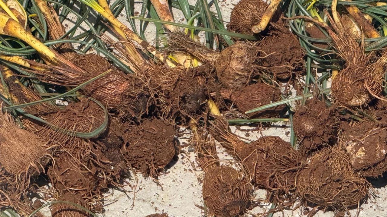 Darende’de Baharın Habercisi Çiğdem İçin Zorlu Mesai Başladı