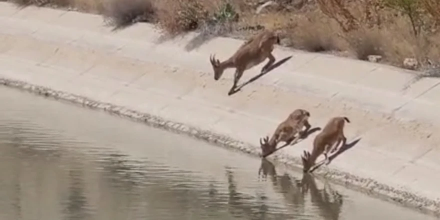 Darende’de Yaban Keçileri Cep Telefonu Kamerasına Yansıdı