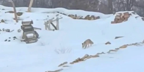 Darende’nin En Uzak Mahallelerinden Hacolar’da Kış Yaban Hayatını Zorluyor