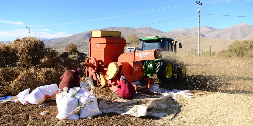 Doğanşehir’de Kuru Fasulye Hasadı Bereketli Başladı