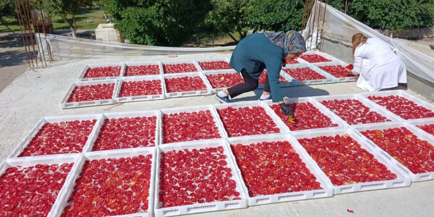 Doğanşehirli Kadınlar Üreterek Ev Ekonomisine Katkı Sağlıyor