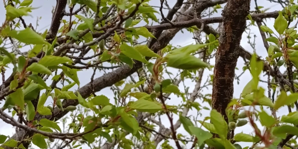 Dolu Afeti Kayısıyı Vurdu, Üretici Destek Bekliyor