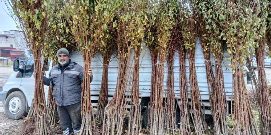 Dona Rağmen Kayısı Üretiminde Kararlılık Devam Ediyor