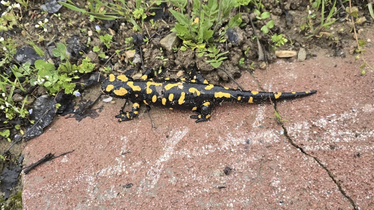 Gündüzbey’de Nadir Tür Görüntülendi: Anadolu semenderi Ortaya Çıktı
