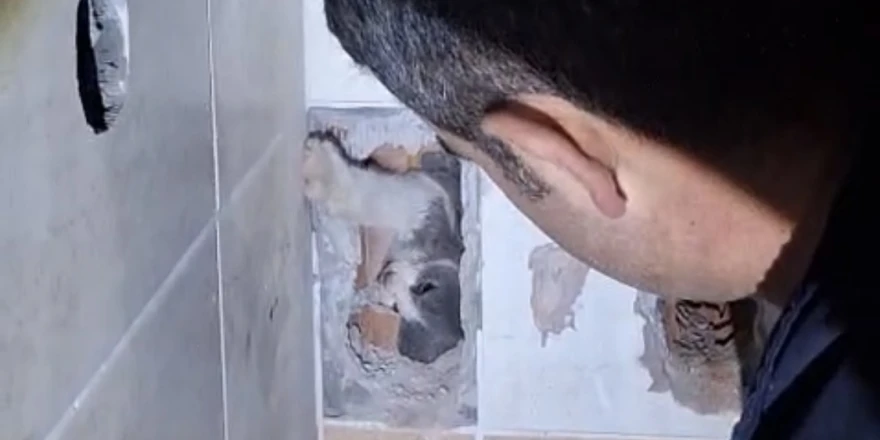 Havalandırma boşluğuna düşen kedi itfaiye tarafından kurtarıldı
