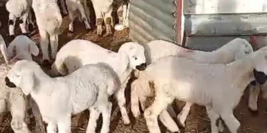 Hayvancılık Stratejik Bir Alan, Alın Teri Karşılıksız Kalmıyor