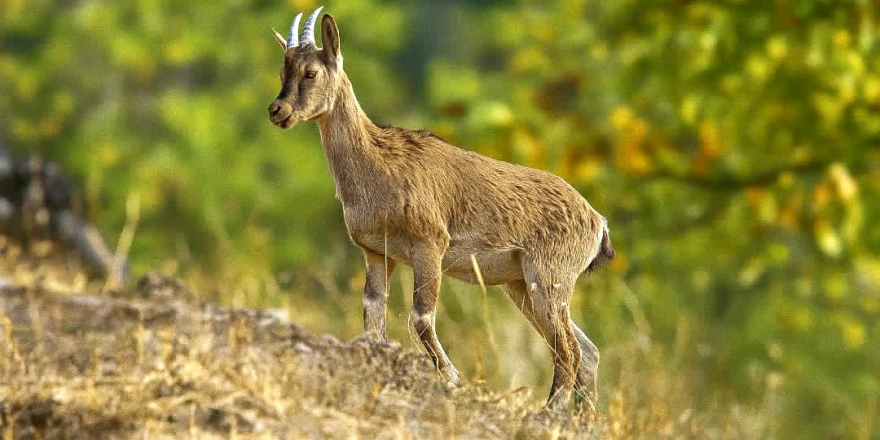 Hekimhan Dağlarında Güzelliğiyle Büyüleyen Yaban Keçisi Objektife Takıldı