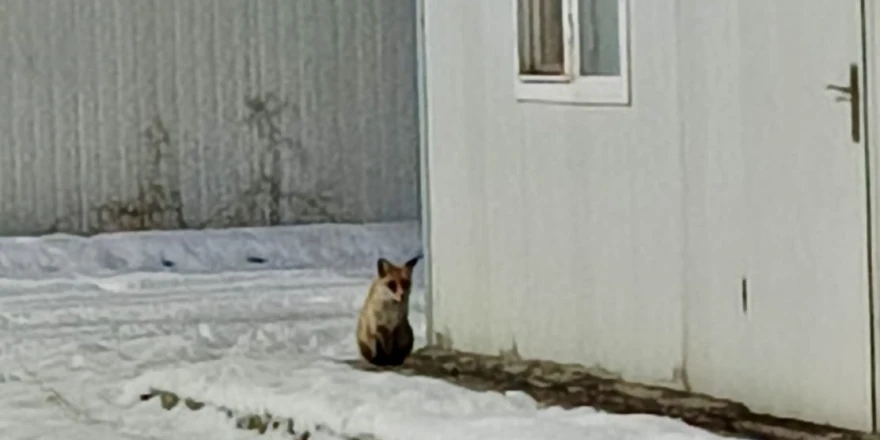 İkizce Konteyner Kent’te Tilki Görüntülendi