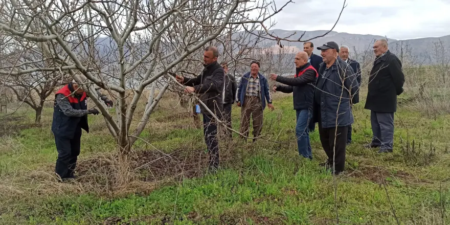 Kale İlçesinde Uygulamalı Meyve Ağacı Budama Eğitimi Verildi