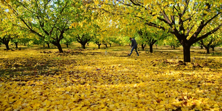 Kayısı Bahçelerinde Sonbahar Mücadelesi Başladı