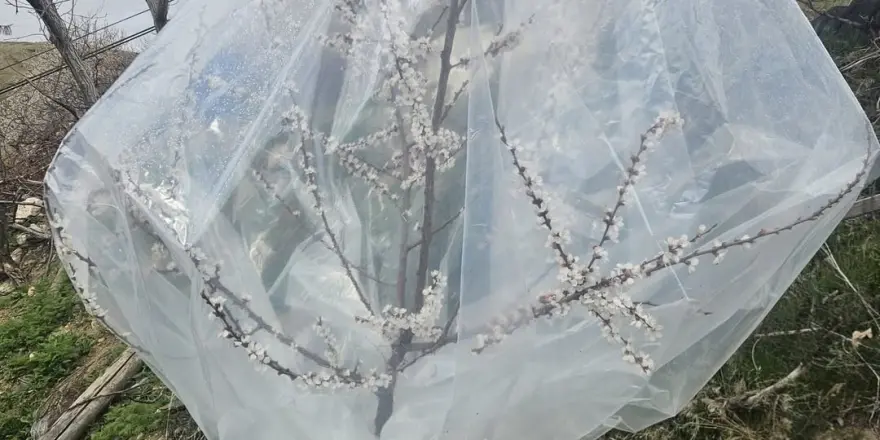 Kayısıda Don Tehlikesine Karşı Farklı Çözümler