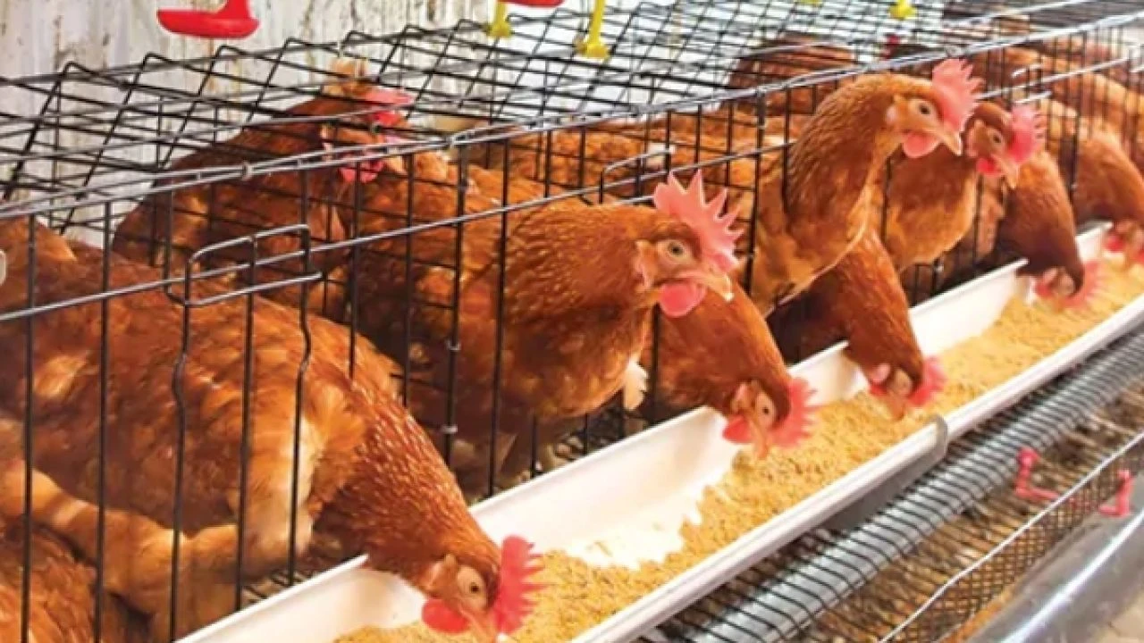 Kümes Hayvancılığında Üretim Yıllık Arttı, Aylık Geriledi