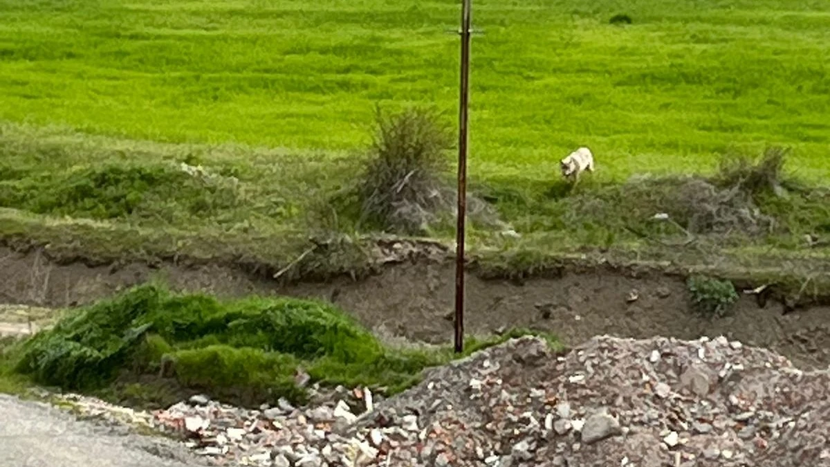 Mahalle Sakinleri Endişeli: Beyaz Kurt Görüldüğü Öne Sürüldü