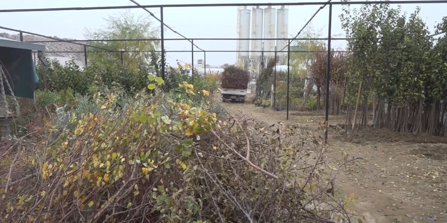 Malatya Fidancıları Afet Sonrası Büyük Kayba Uğradı