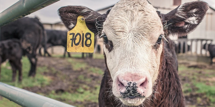 Malatya Kırmızı Et Üretiminde En Önemli Merkezlerden Biri Olacak