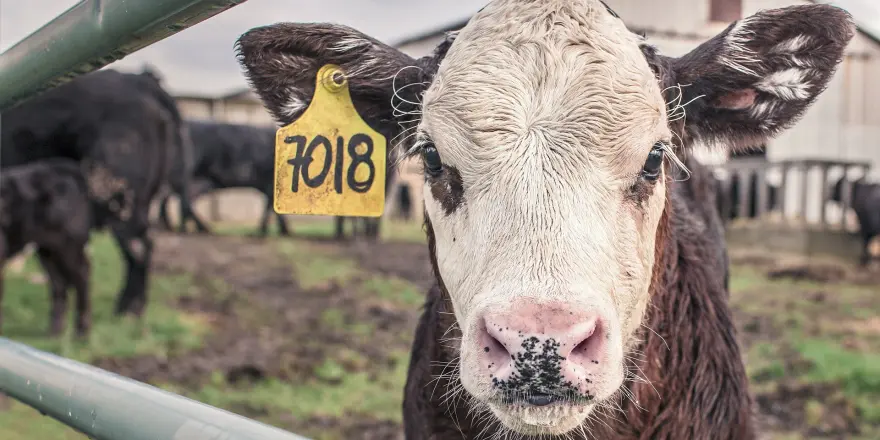 Malatya Kırmızı Et Üretiminde En Önemli Merkezlerden Biri Olacak