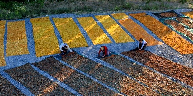 Malatya Kuru Kayısı İhracatı 2025’te 303,5 Milyon Dolar Gelir Sağladı