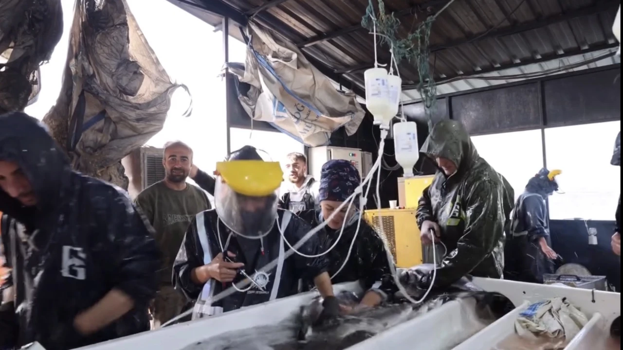 Malatya’da alabalık üretimi 7 bin 500 tona ulaştı