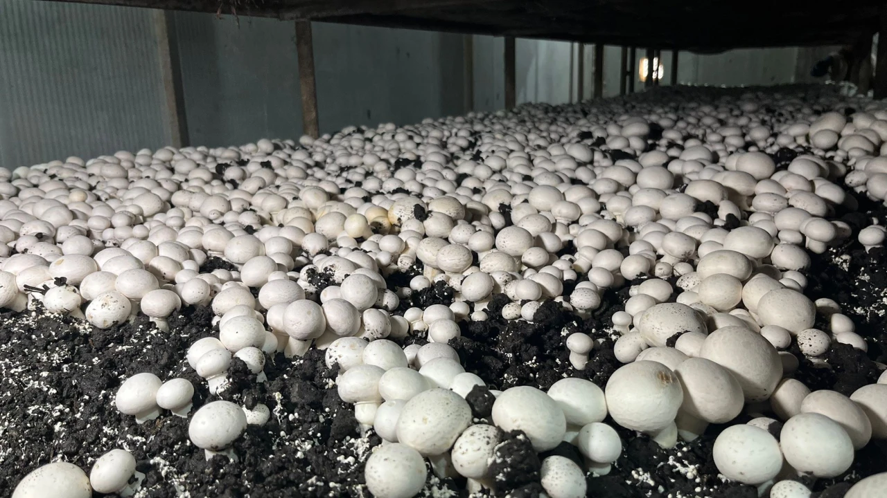 Malatya’da Alternatif Tarım Atağı: Ayda 15 Ton Mantar Üretiliyor