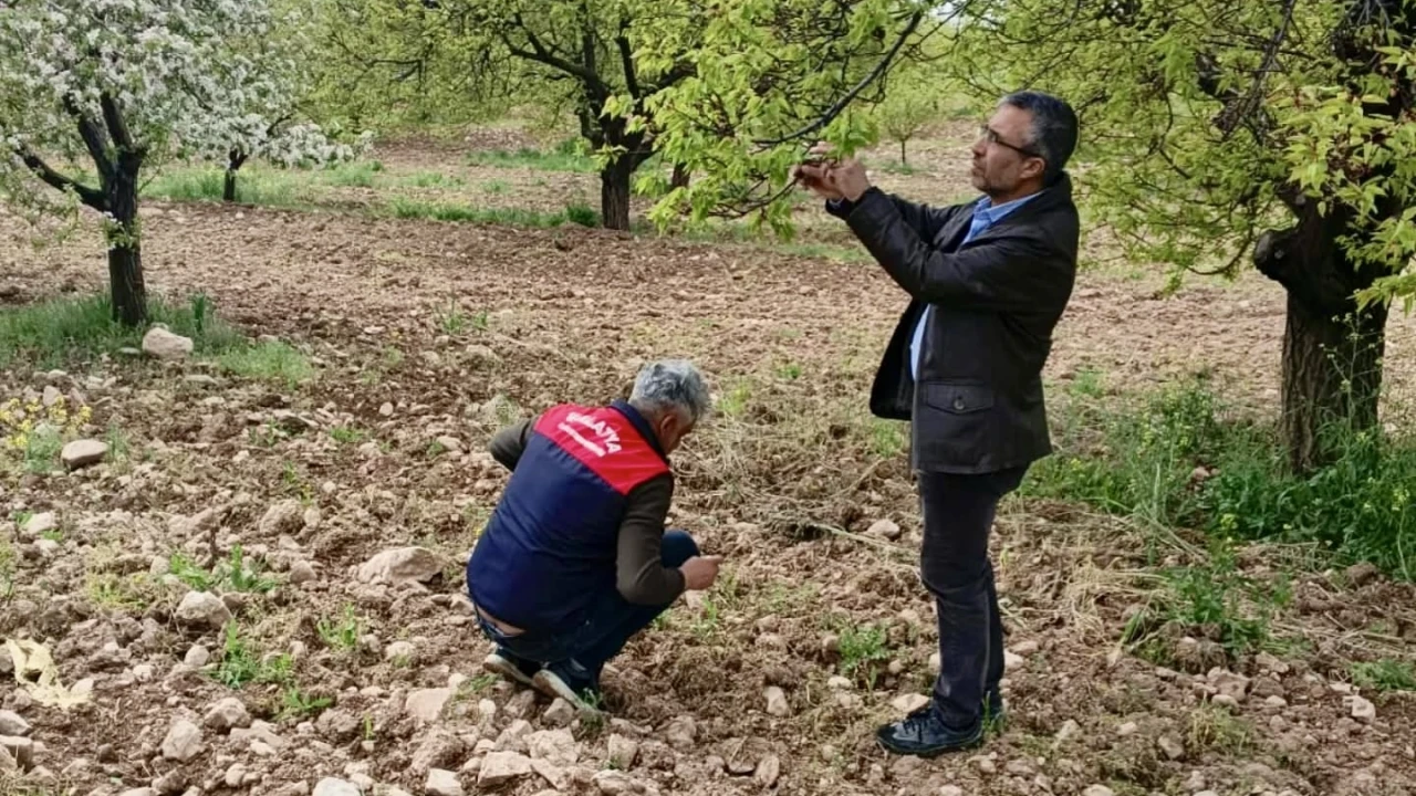 Malatya’da Dolu Sonrası Hasar Tespit Çalışmaları Başladı