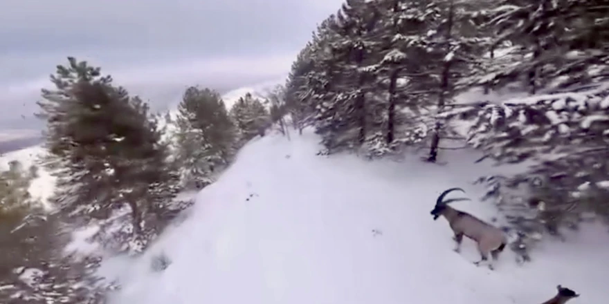 Malatya’da Karla Kaplı Dağlarda Dağ Keçileri Drone İle Görüntülendi