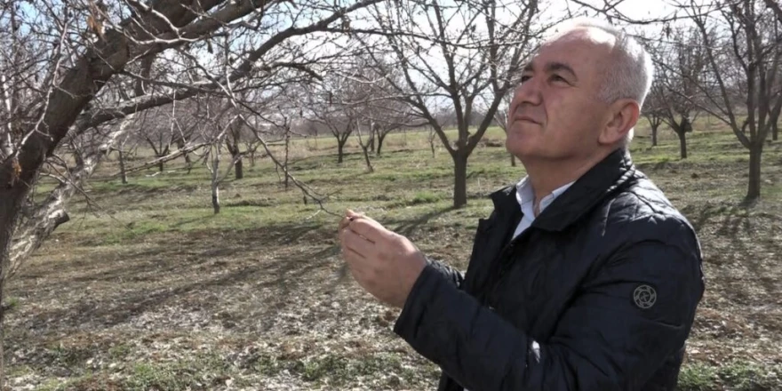 Malatya’da Kayısıda Rekolte Beklentisi 60-70 Bin Ton