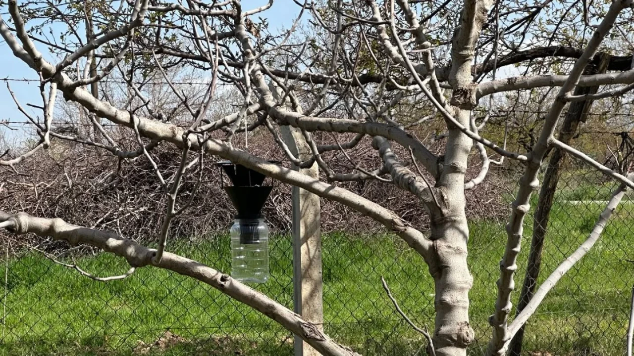 Malatya’da Kayısıyı Tehdit Eden Kokarca Alarmı: Sahada Denetim Süreci Başlatıldı