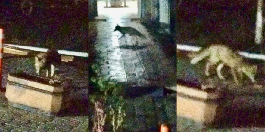 Malatya’da Şehir Merkezine İnen Tilki Kameralara Yansıdı