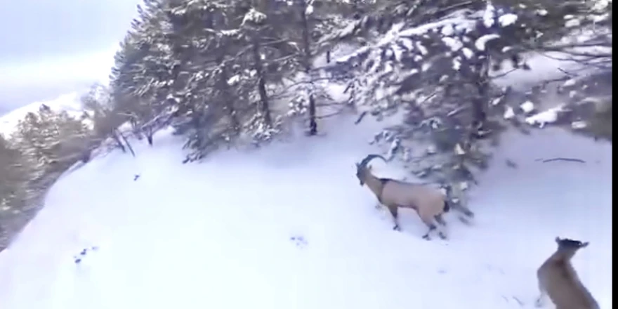 Malatya’da Yaban Keçisi Avına 956 Bin TL Ceza