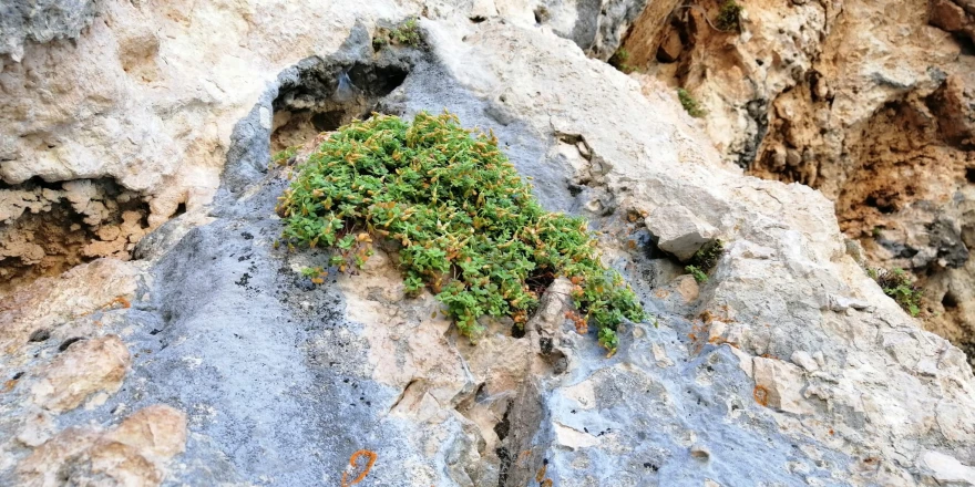 Malatya’nın Gizli Hazinesi: Şifa Saçan Bitki