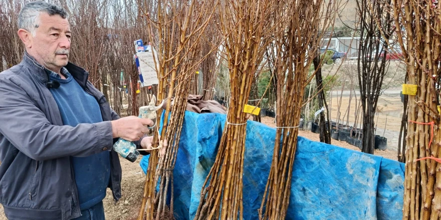 Darende’de Kayısı Fidanına Yoğun İlgi