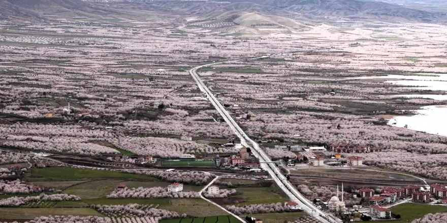 Kayısı Cenneti Malatya Beyaza Büründü: Çiçekler Kartpostallık Görüntüler Oluşturdu
