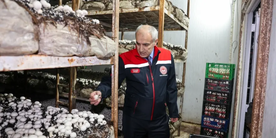 Malatya’da Mantar Üretimi Artıyor