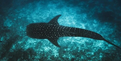 Maldivler İkonik Balina Köpek Balıklarını Korumak İçin Tech4Nature Projesini Başlattı
