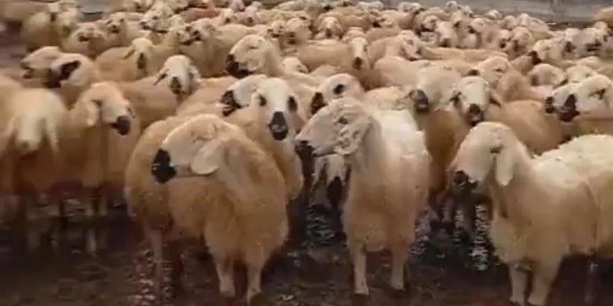 Yarımca’da Kar Altında Zorlu Üretim