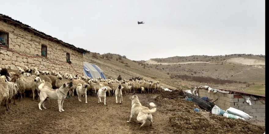 Yazıhan’da Kangal’lardan Drone’a Geçit Yok
