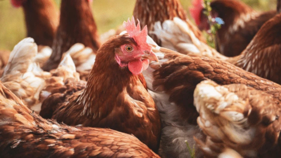 Mısır İthalatında Yeni Düzenleme: 3 Milyon Tonluk Kontenjan Açıldı