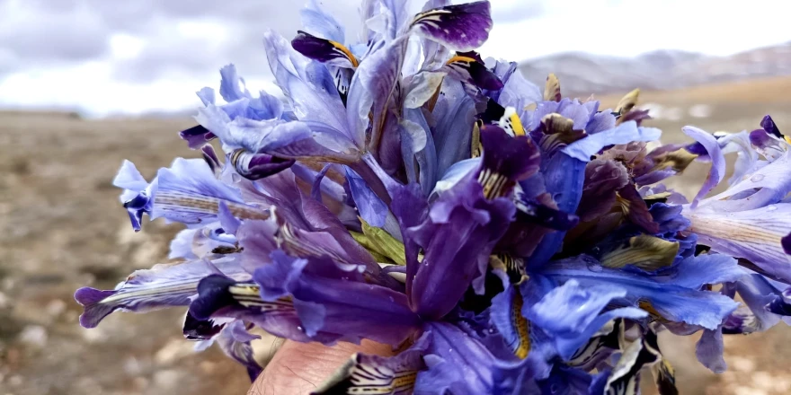 Nevruz Çiçekleri İle Darende Dağları Renk Cümbüşüne Büründü