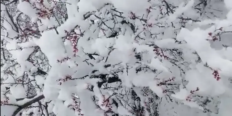 Nisan’da Kış Geri Döndü: Darende’de Kar, Kayısıda Don Riski