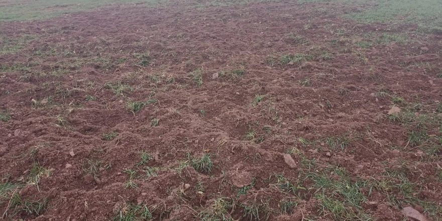 “Pütürge’de Domuzlar Çiftçilerin Ürünlerini Tahrip Ediyor”