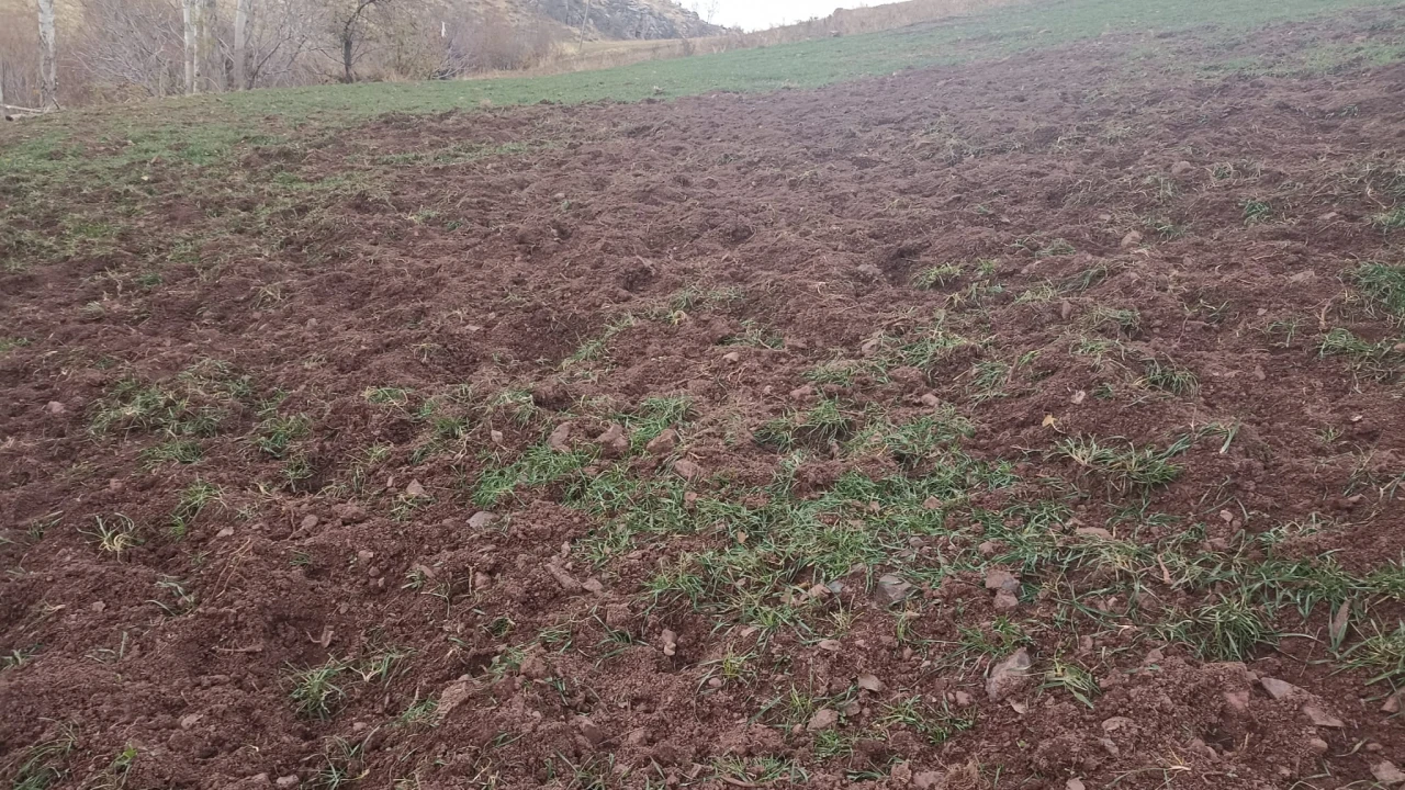 Pütürge’de Domuz İstilası: Üretici Çaresiz, Yetkililere Çağrı Var