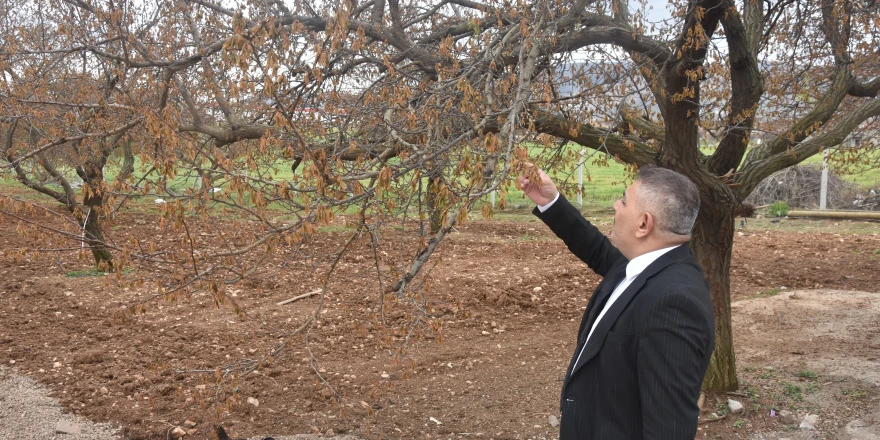 Sadıkoğlu: “Verilecek destekler sadece kayısıyı değil, şehrimizin geleceğini ilgilendiriyor”