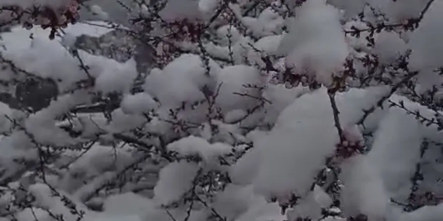 Sürgü’de Nisan Ortasında Kar Şoku: Çiftçiler Don Nöbetinde