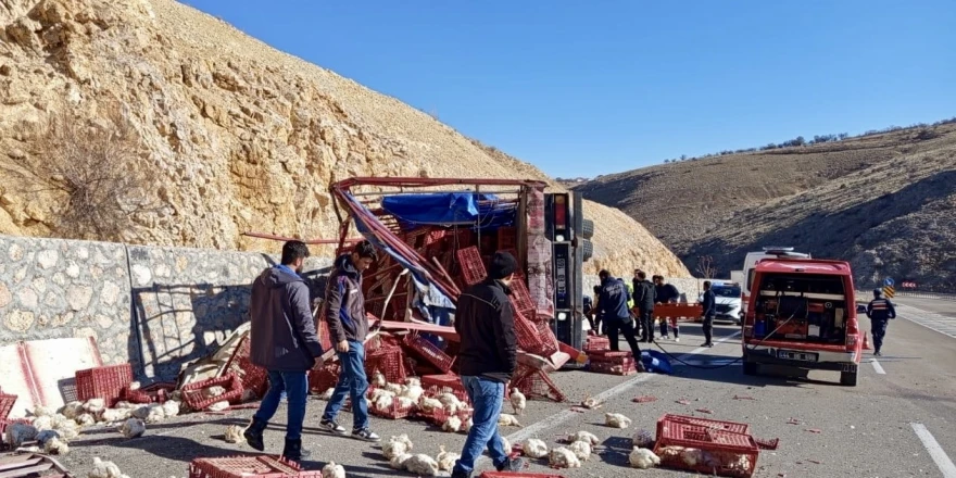 Tavuk Yüklü Kamyon Devrildi: Yüzlerce Tavuk Telef Oldu, Sürücü Yaralandı