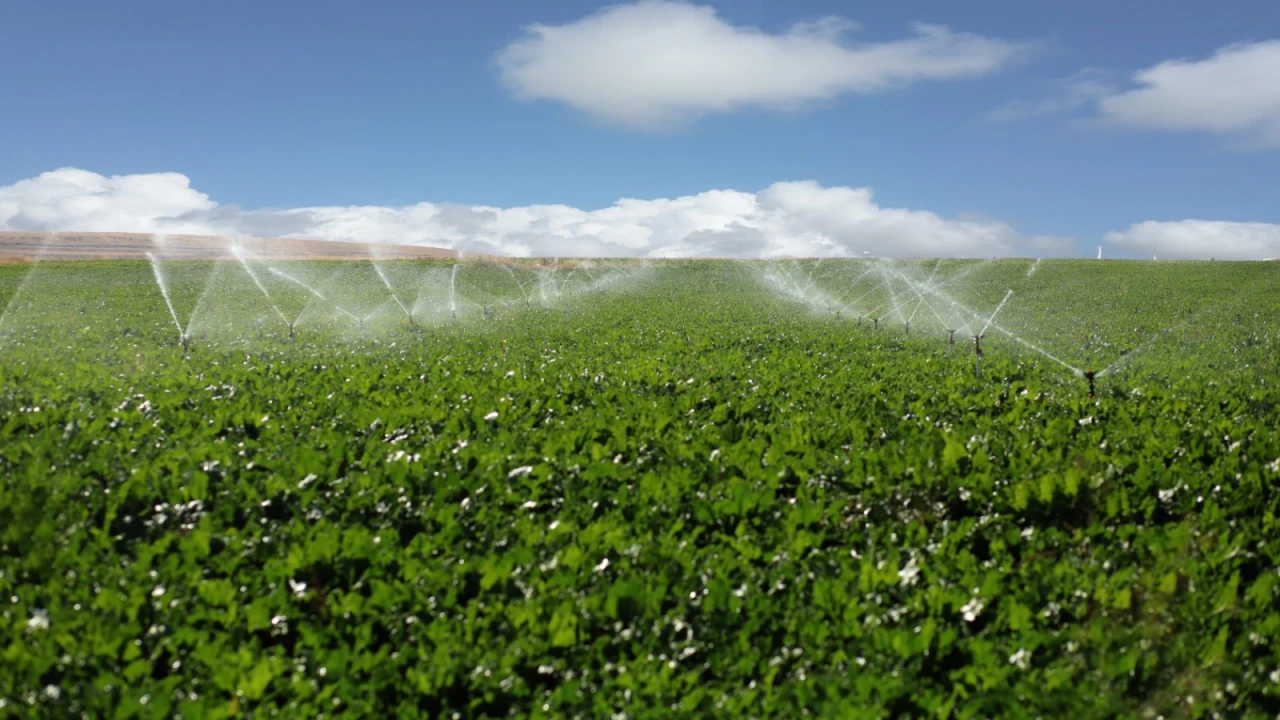 Türk Şirketi, Batı Afrika'da Tarım Üssü Kuruyor