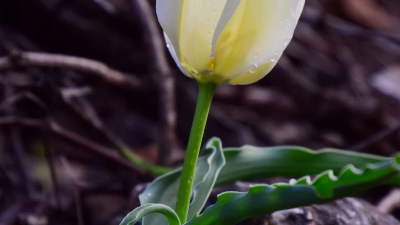 Türkiye Topraklarında Sadece Malatya’da Yetişiyor